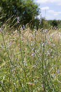 Image of herb of the cross