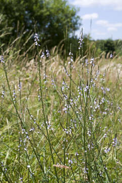 Image of herb of the cross