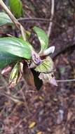 Imagem de Barleria paucidentata Benoist