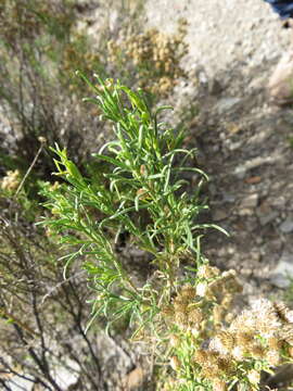 Imagem de Baccharis bolivensis (Wedd.) Cabrera