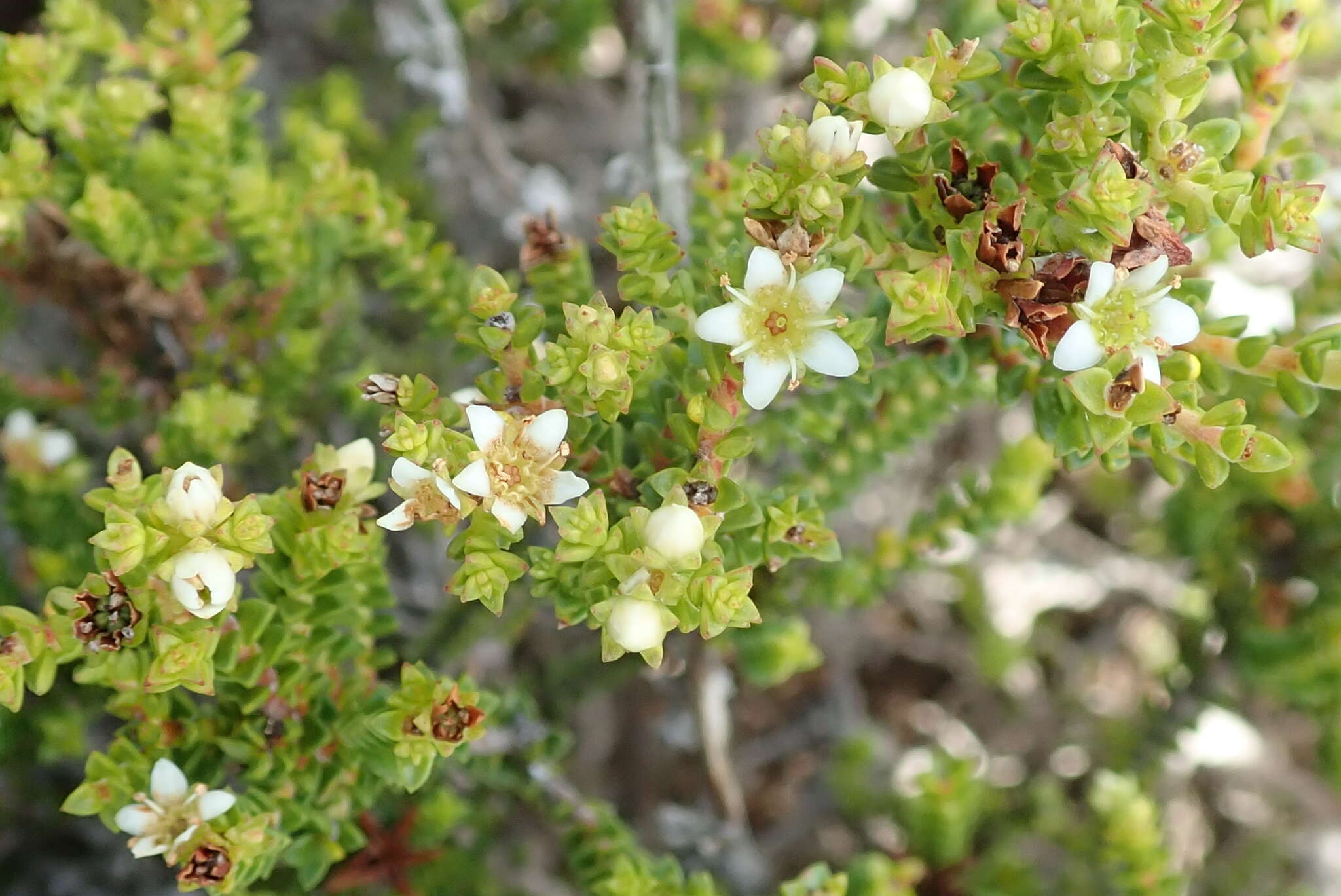 Image of Diosma guthriei Glover