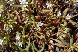 Image of streambank springbeauty