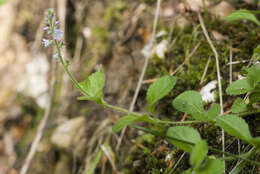 Image of Health Speedwell