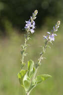 Image of Health Speedwell