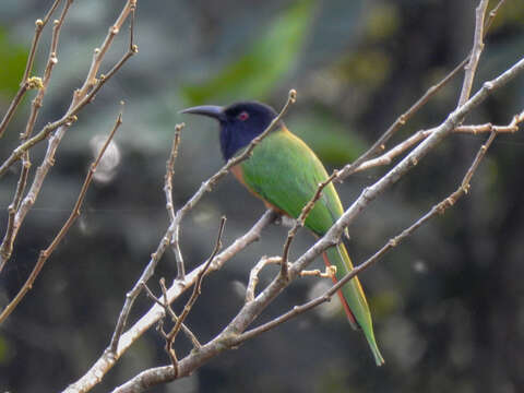 Image of Black-headed Bee-eater