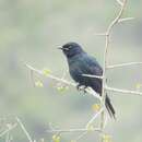 Image of Black Cuckoo-shrike