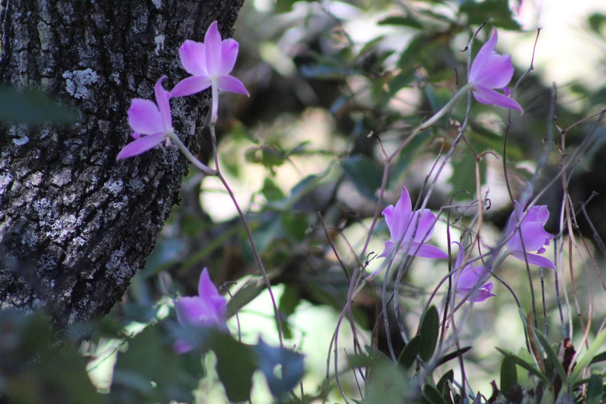 Image of Laelia furfuracea Lindl.