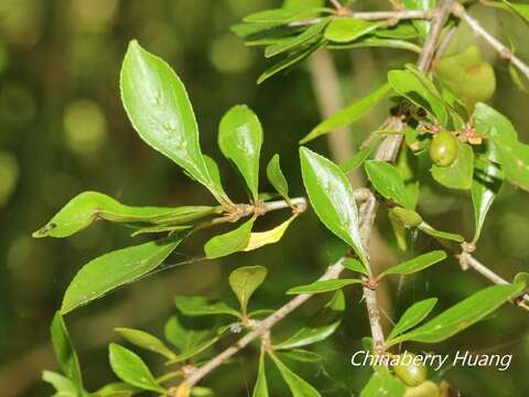 Image of Rhamnus parvifolia Bunge