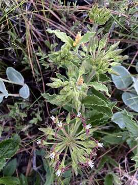 Image of Oxypetalum crispum Wight ex Hook.