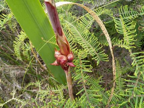 Imagem de Watsonia meriana (L.) Mill.