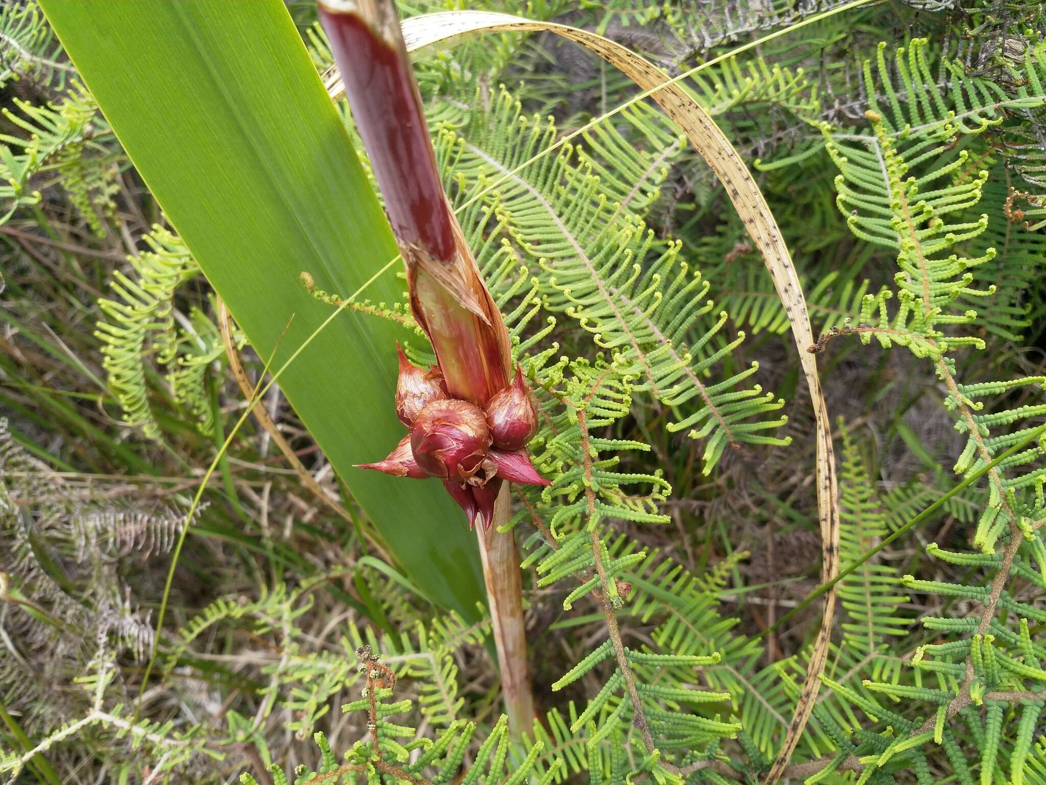 Image of bulbil bugle-lily