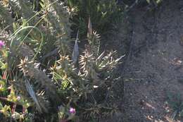 Image of Ceropegia mammillaris (L.) Bruyns