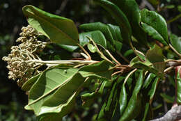 Image de Argophyllum montanum Schltr.