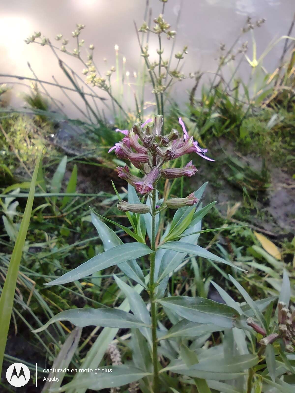 Image of Cuphea fruticosa Spreng.