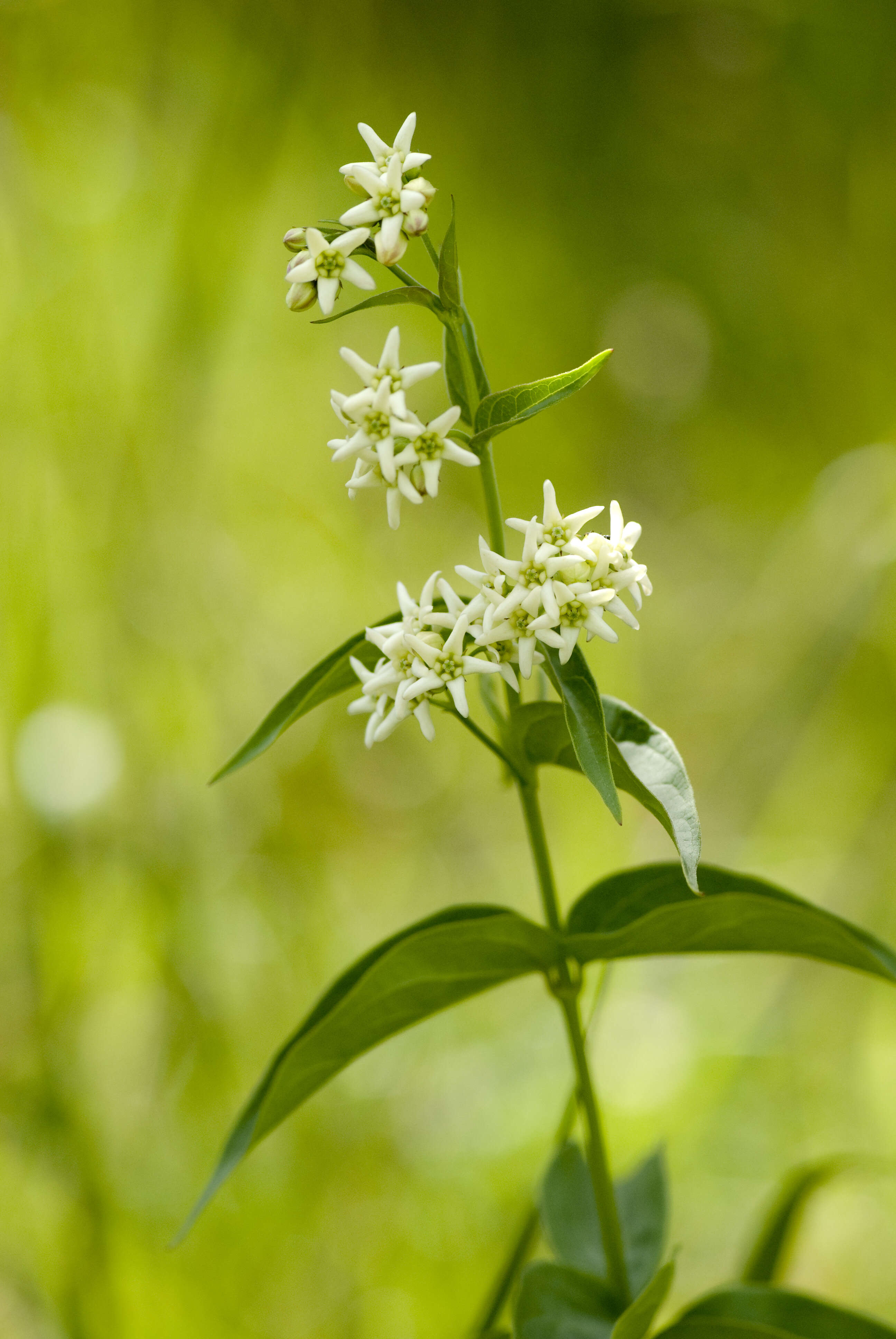 Image of common vincetoxicum