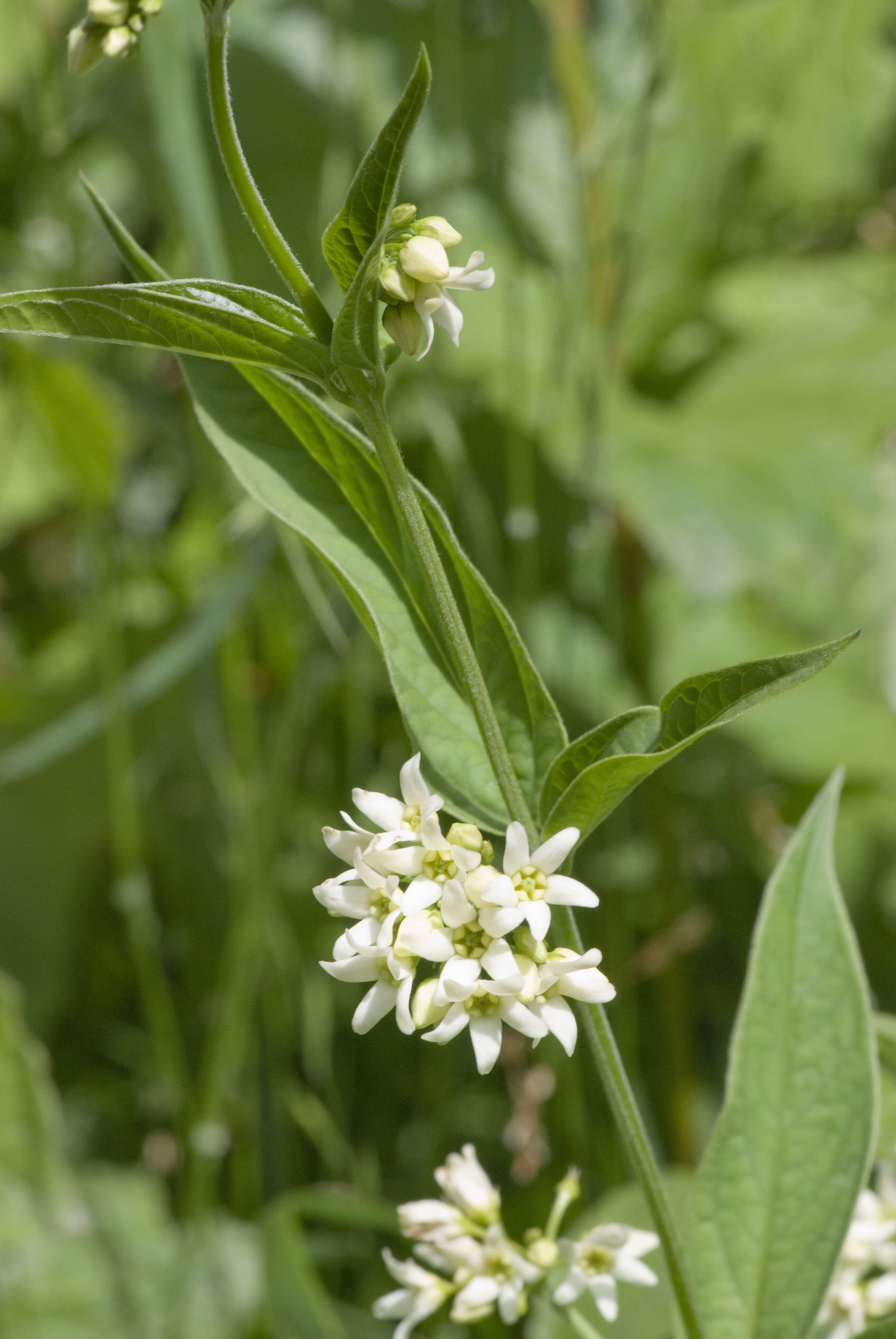 Image of common vincetoxicum