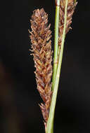 Image of Congdon's sedge