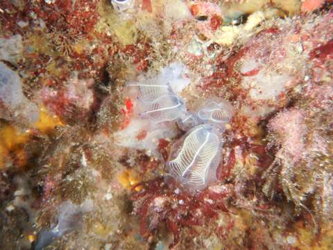 Image of bluestriped light bulb tunicate