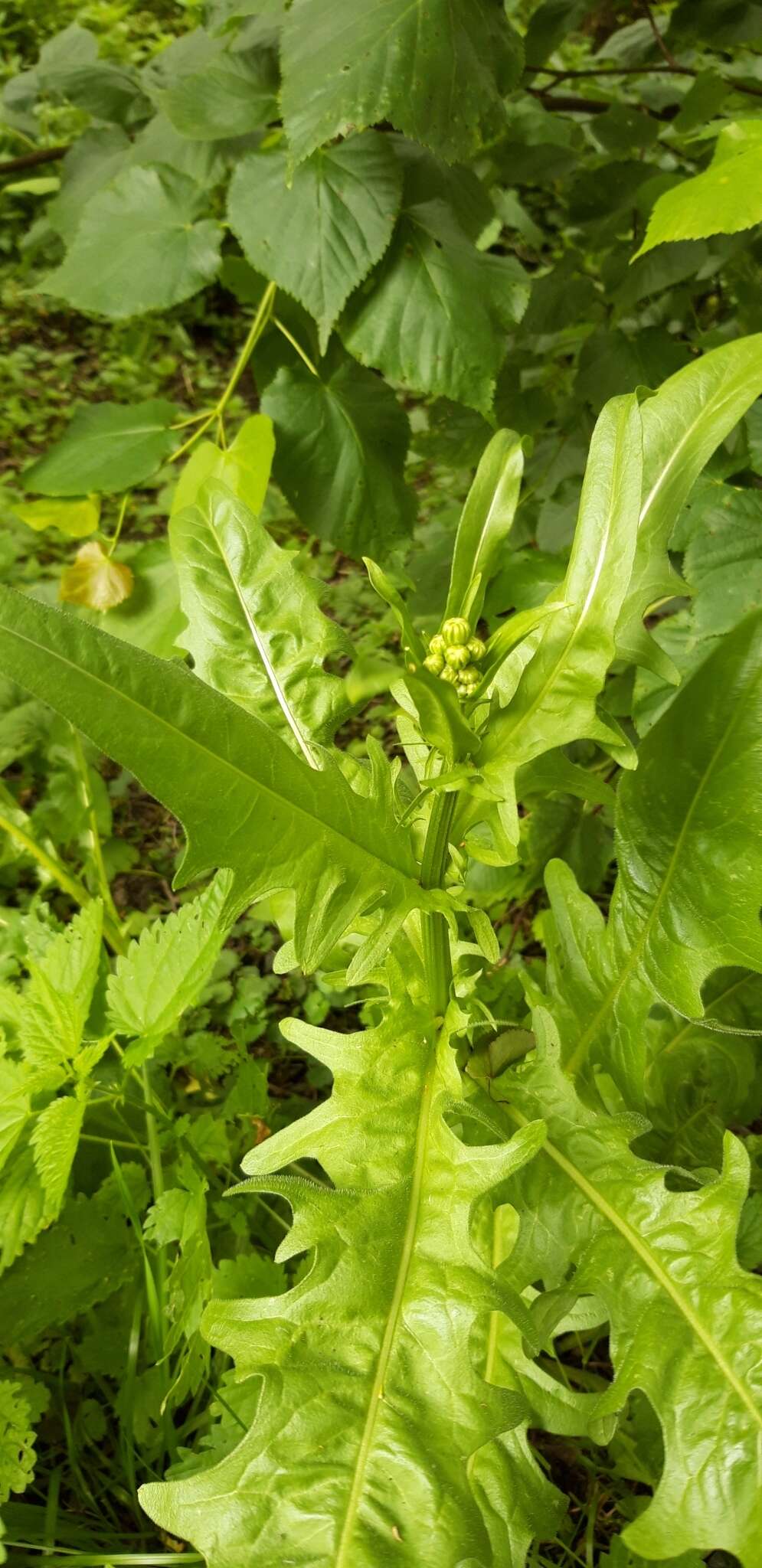 Image of rough hawksbeard