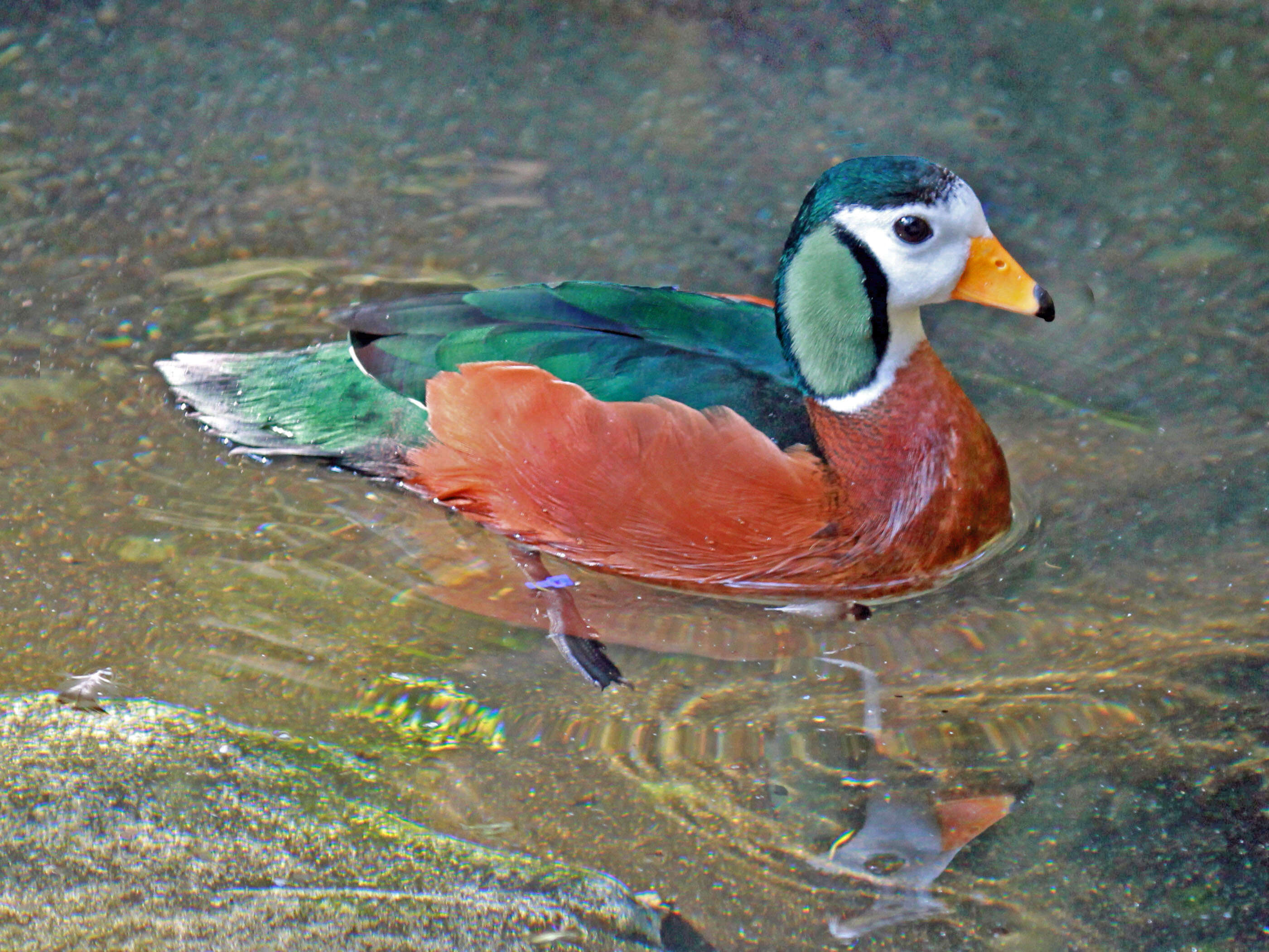 Image of African Pygmy Goose