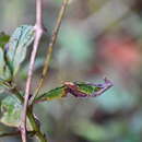 Image of Autumn Sedge