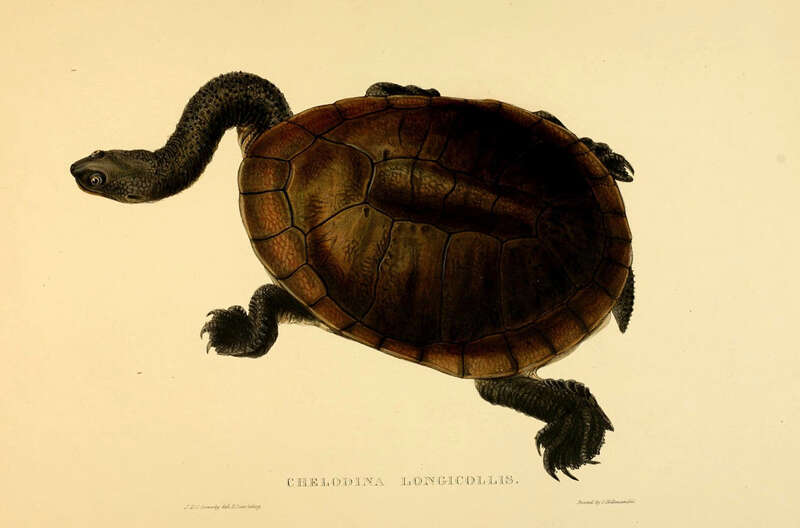 Sivun Chelodina longicollis (Shaw 1794) kuva
