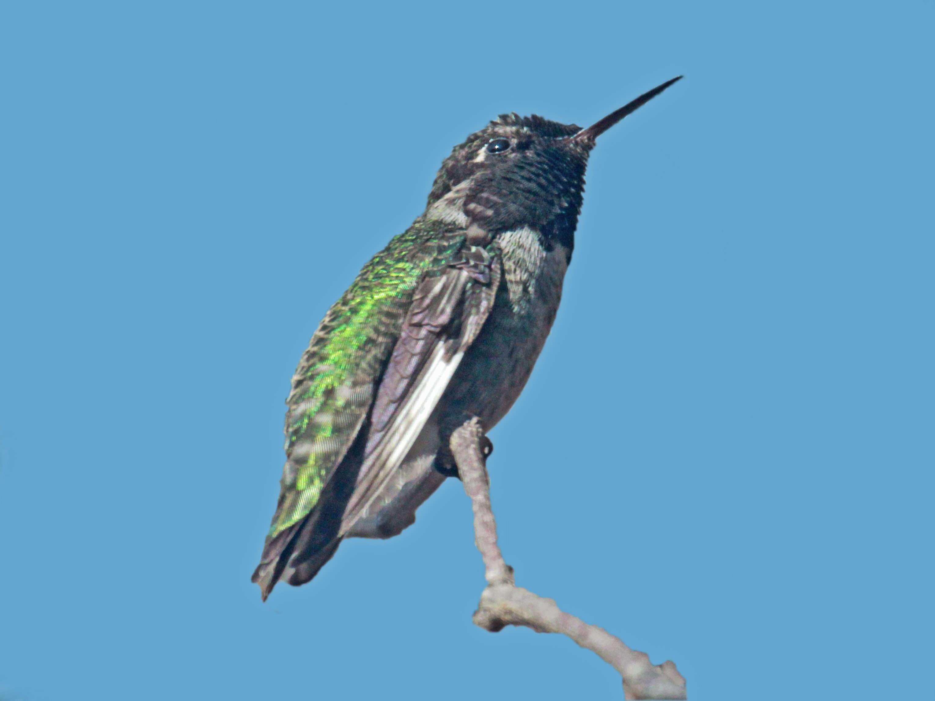 Image of Calypte Gould 1856