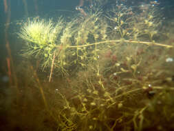 Image of Bladderwort