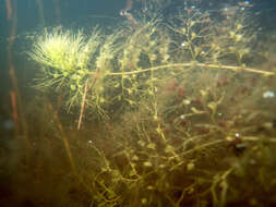 Слика од Utricularia australis R. Br.