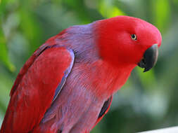 Image of Eclectus Wagler 1832