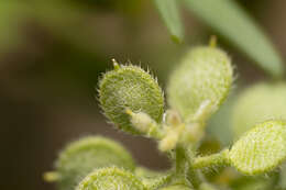 Image of alyssum