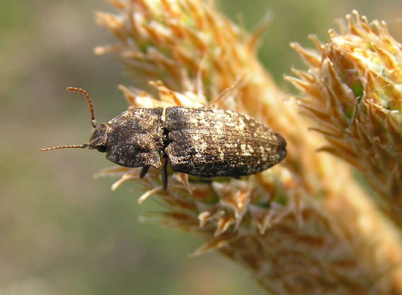 Image of Agrypnus murinus