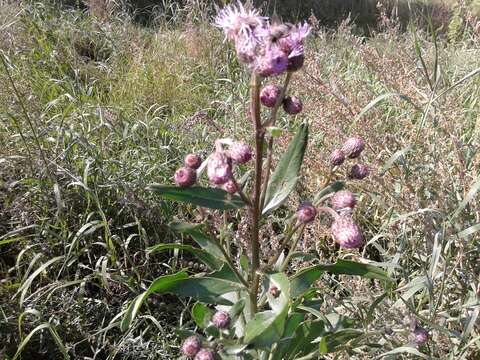 Image of Cirsium arvense var. integrifolium Wimmer & Grabowski