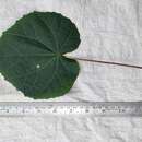 Image of Abutilon persicum (Burm. fil.) Merr.