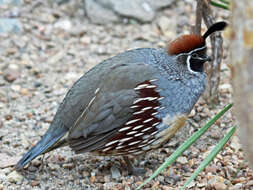 Image of Callipepla Wagler 1832