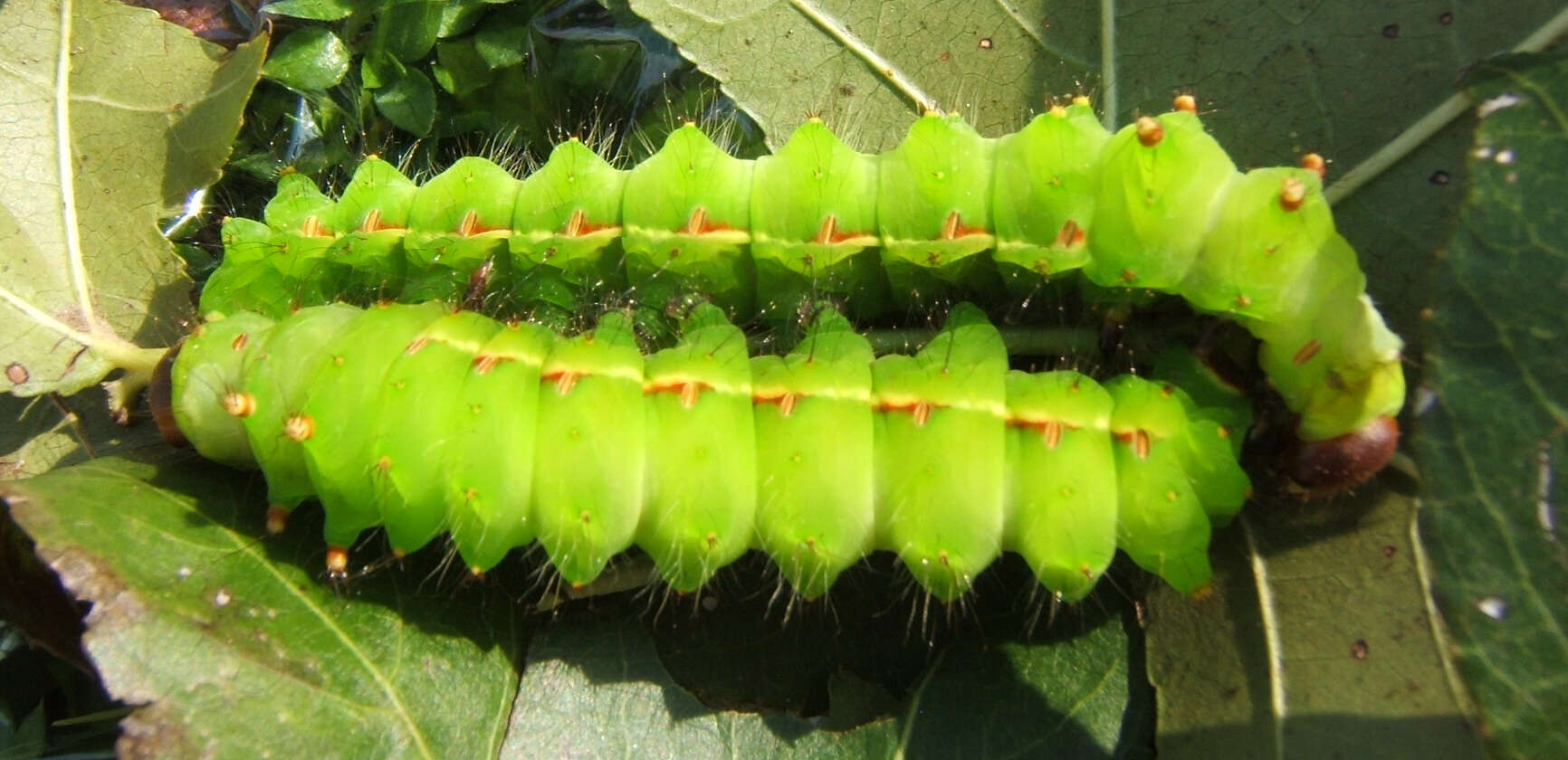 Image of Actias artemis (Bremer & Grey 1853)