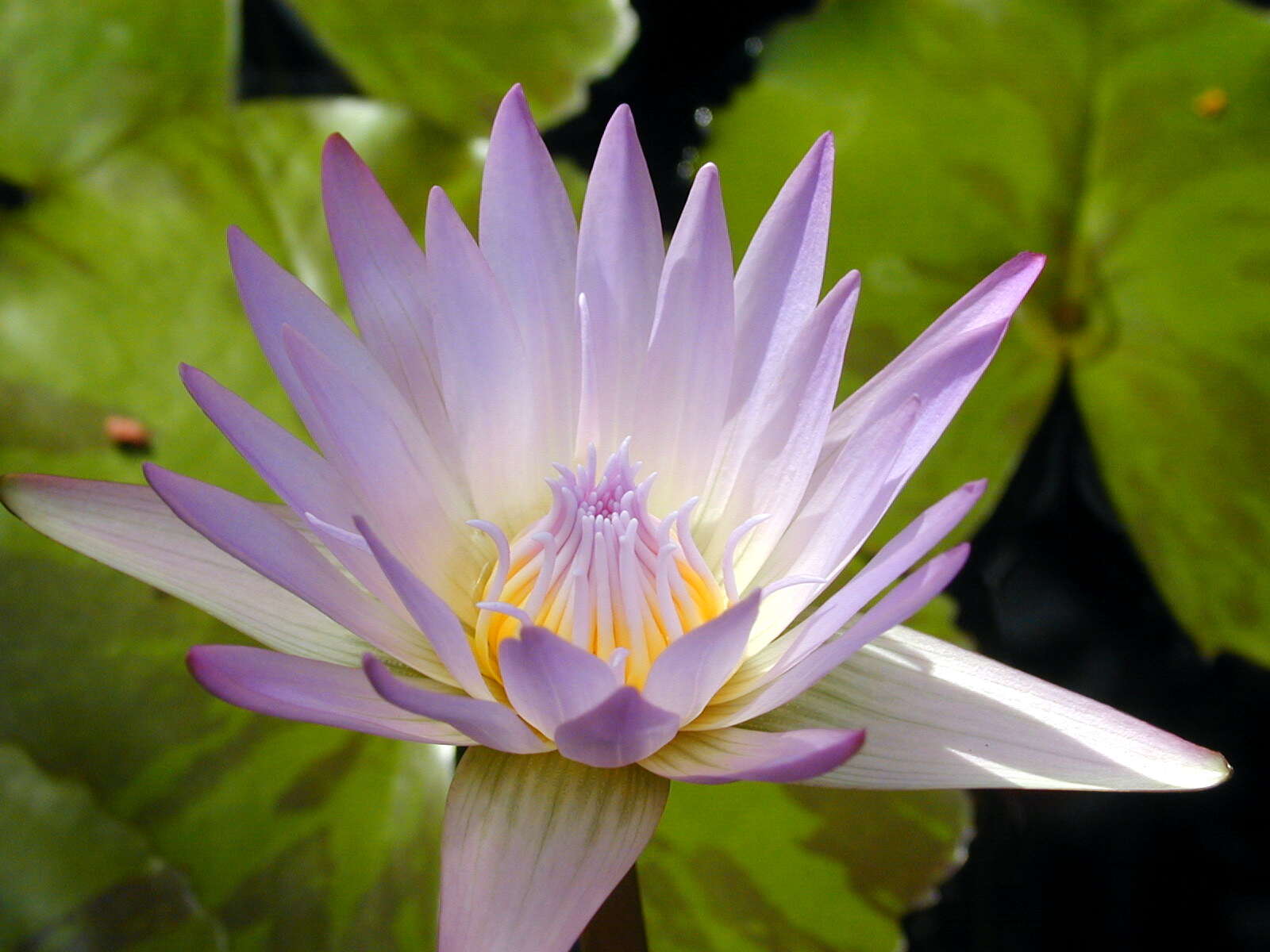 Image of Cape Blue Water-Lily