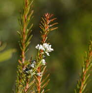 Image of Conospermum taxifolium C. F. Gaertner