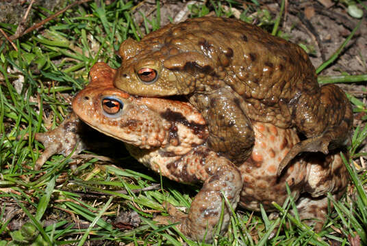 Image of Common Toad