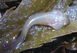 Image of Small-headed clingfish