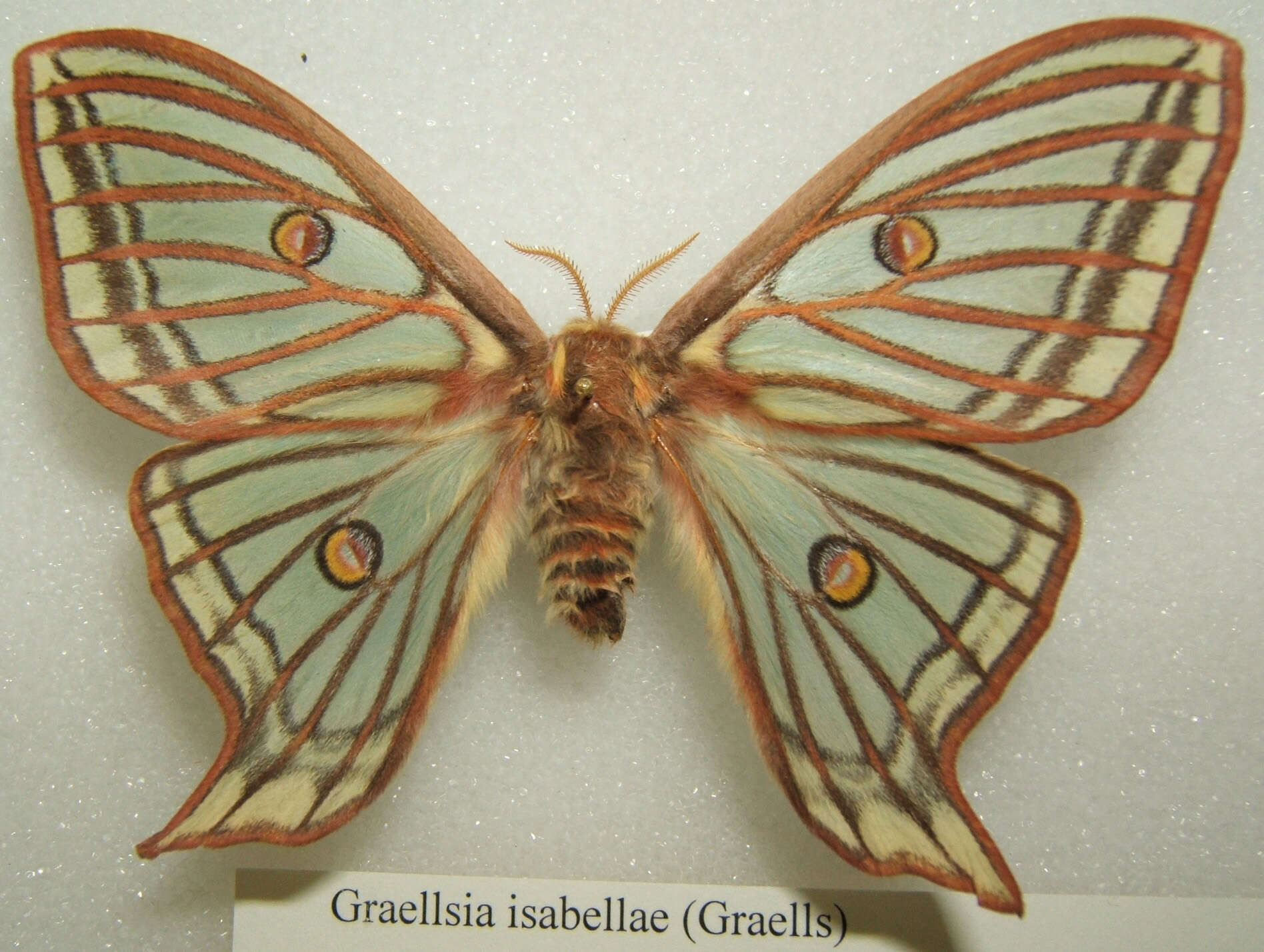 Image of Graellsia Grote 1896