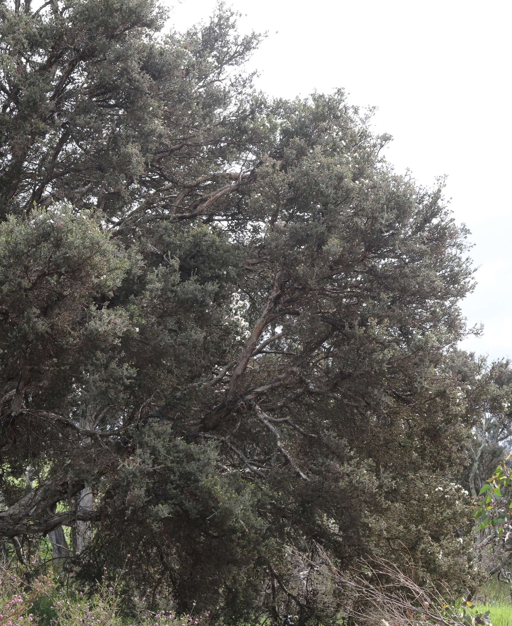 Image of Melaleuca cuticularis Labill.