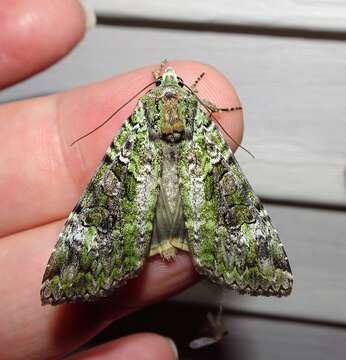 Anaplectoides prasina Schiffermüller 1775的圖片