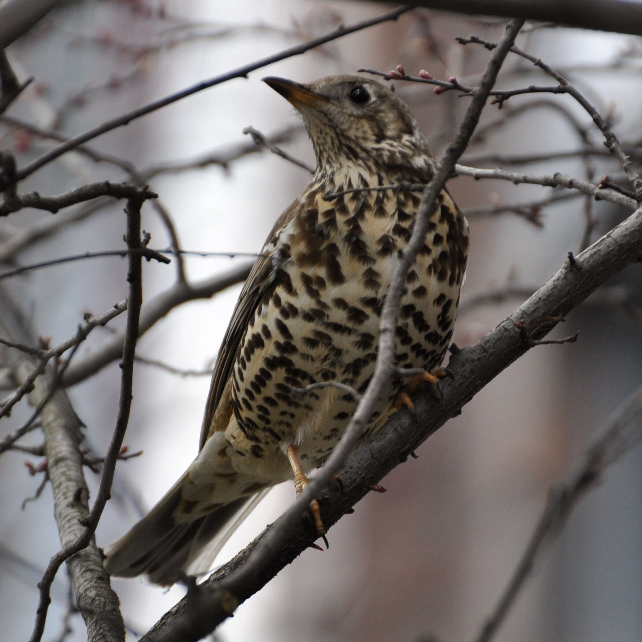 Image of Mistle Thrush