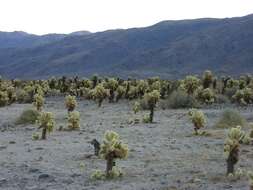 Image of teddybear cholla