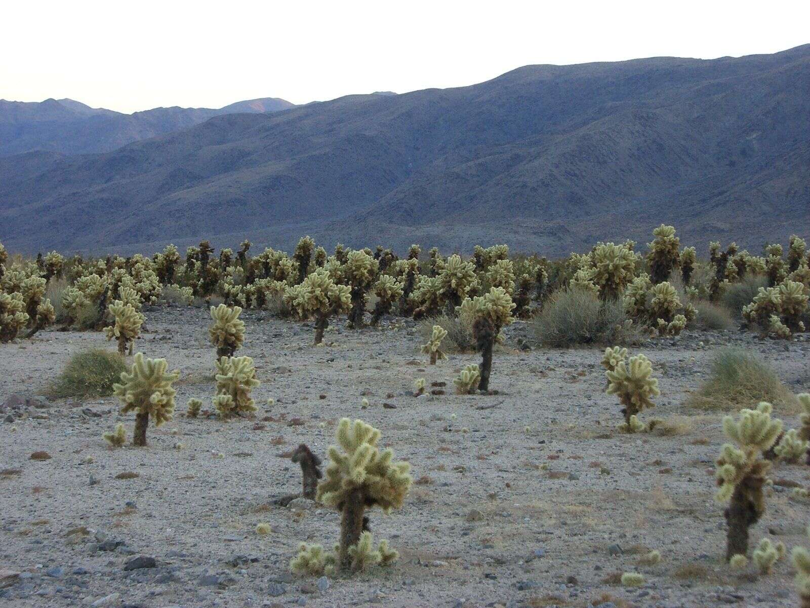 Image of teddybear cholla