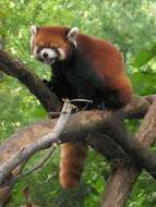 Image of red pandas