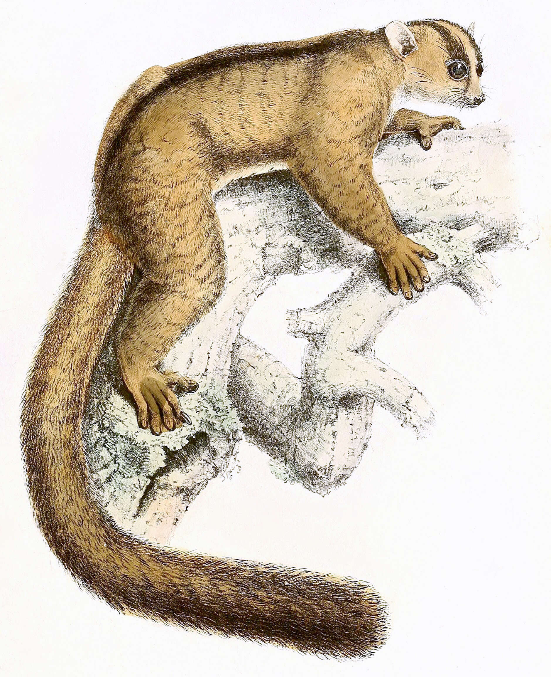 Image of Eastern Fork-marked Lemur
