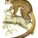 Image of Coquerel's Dwarf Lemur