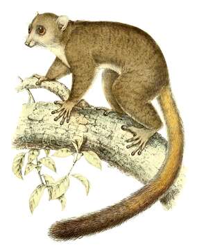 Image of Giant mouse lemur